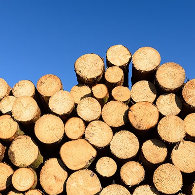Energia da biomasse per la competitività industriale