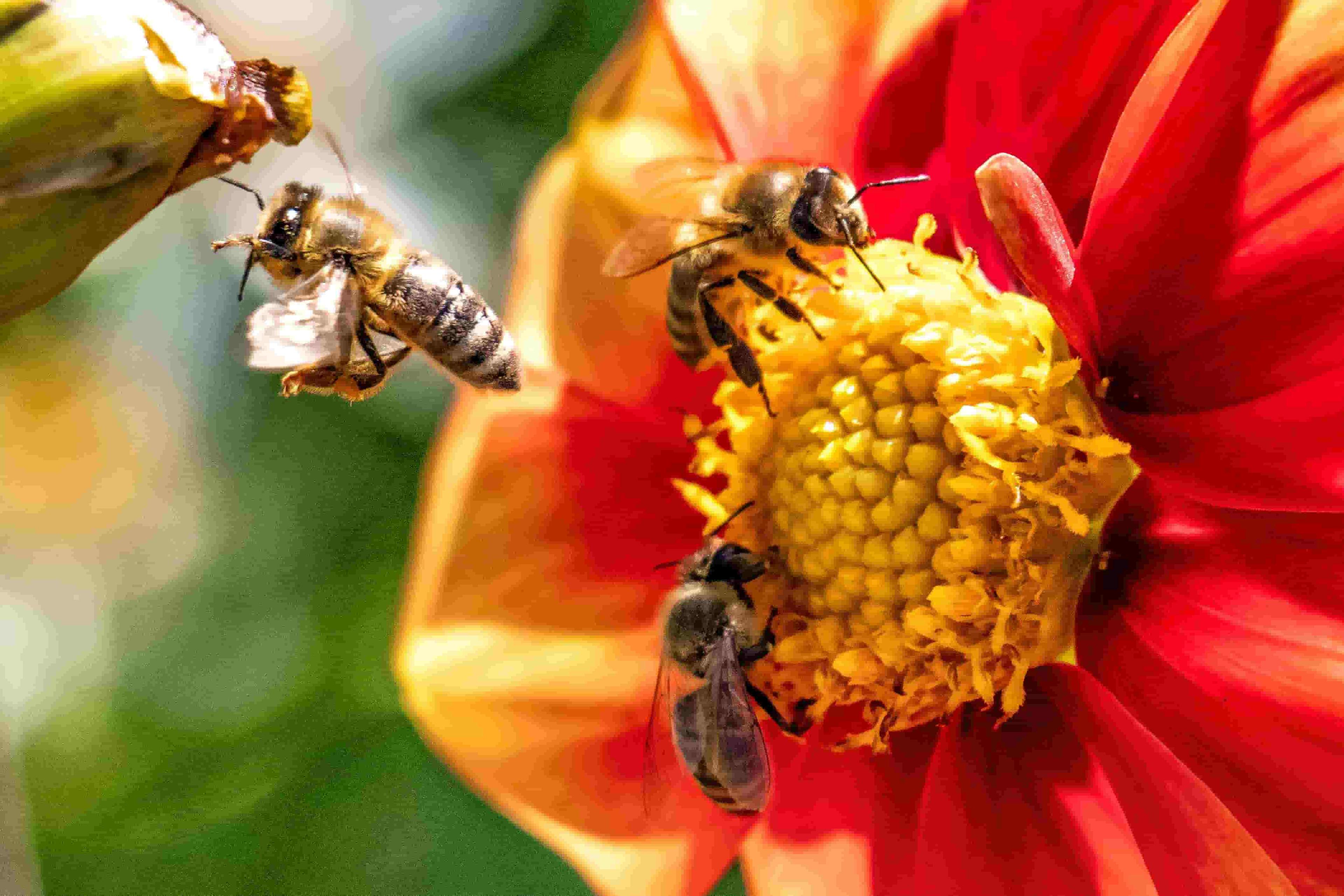 biodiversita