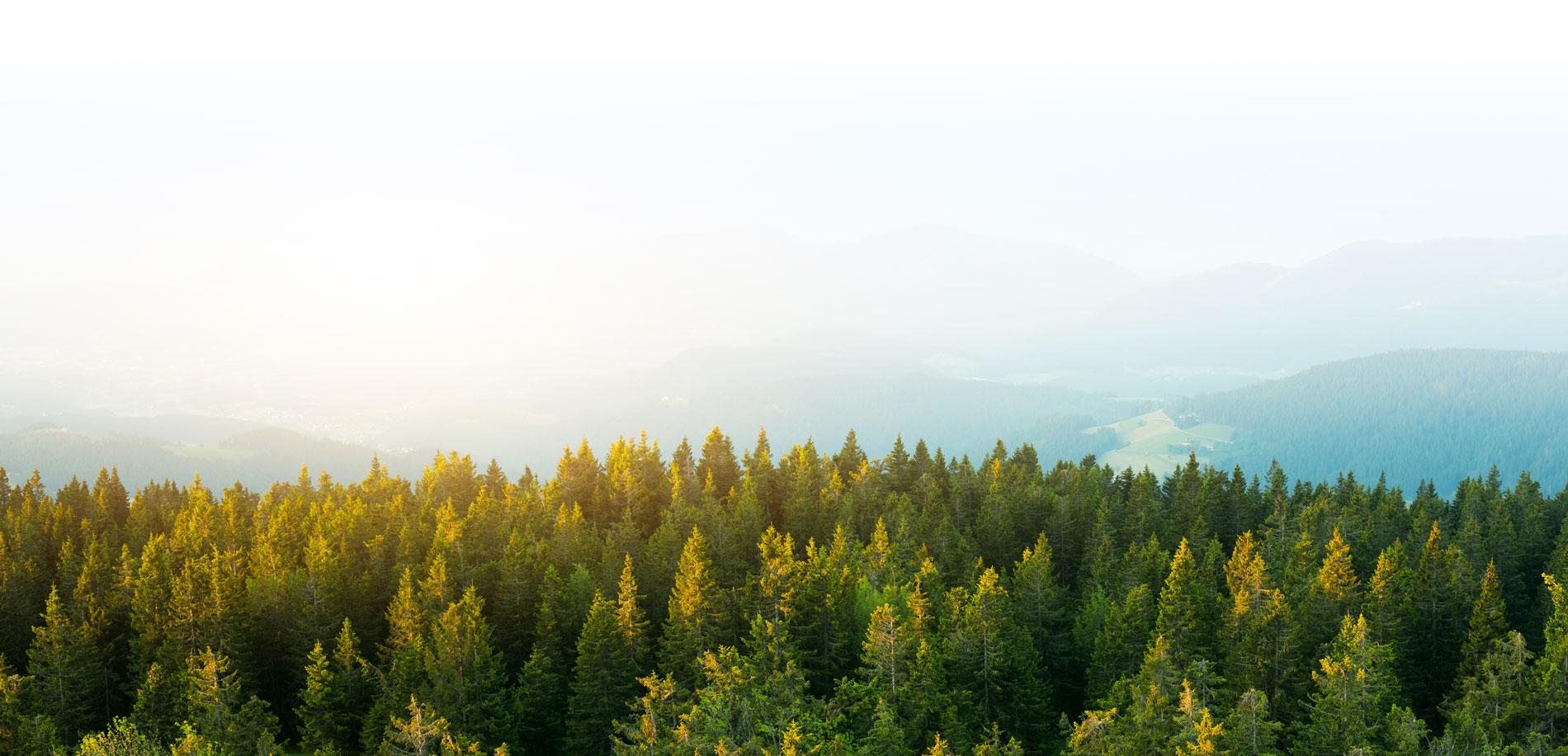 foresta