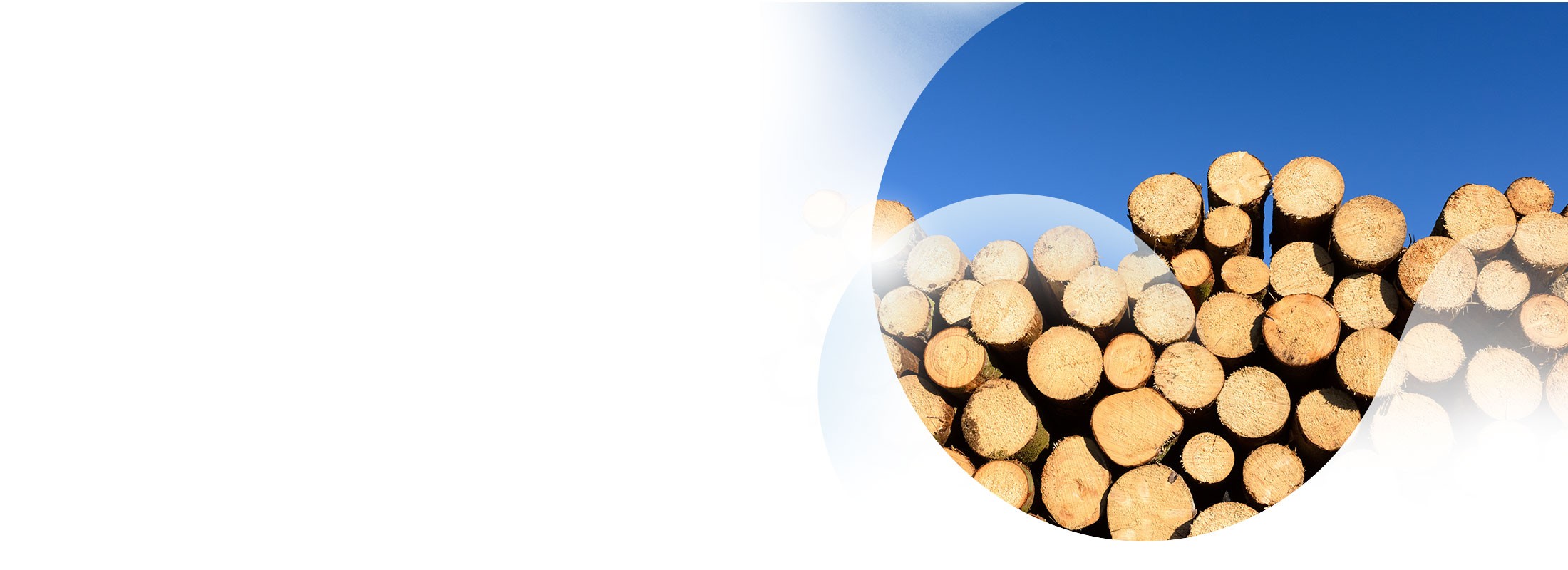 Energia da biomasse per la competitività industriale