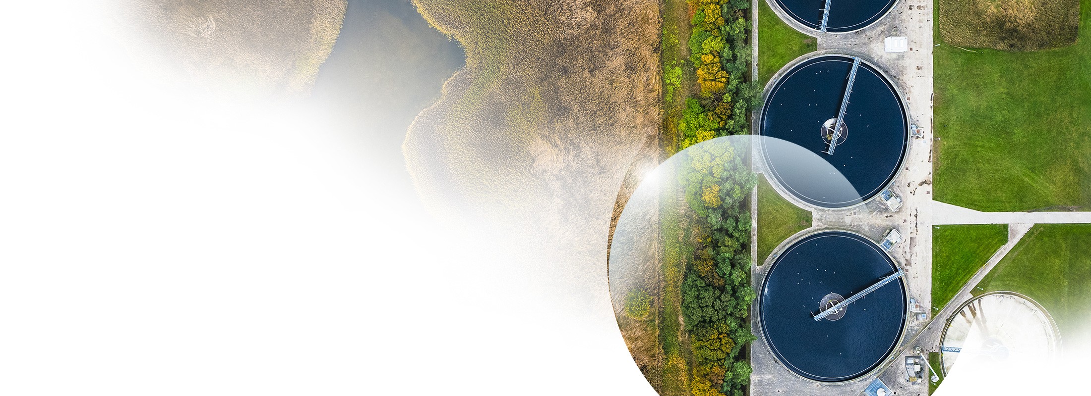 Phytopurification for wastewater treatment